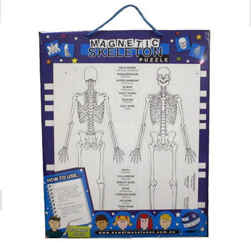 NDO-Skeleton | Magnetic Board – Human Skeleton Puzzle